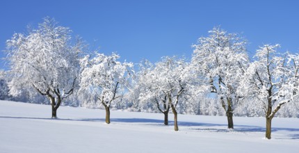 Row of trees covered in deep snow against a blue sky, Horben, Lindenberg, Freiamt, Canton Aargau,