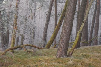 View of spruces frozen with hoarfrost in the forest, landscape photo, nature photo, flora, fauna,