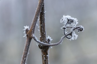 Frost-covered tendril of a vine expressing a wintry, abstract beauty, Reif, Rems Valley,