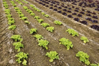 Welver, Soest district, Sauerland, North Rhine-Westphalia, Germany - Vegetable cultivation, lettuce