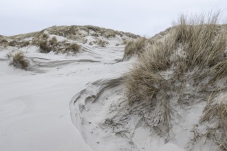 Dune landscape, Amrum, Schleswig-Holstein, Germany, Europe