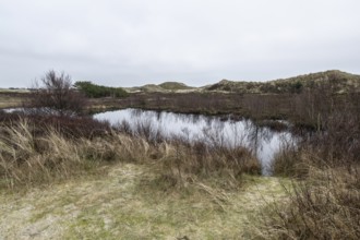 Dune landscape, Amrum, Schleswig-Holstein, Germany, Europe