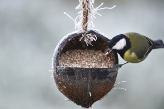 Great tit (Parus major) eats sunflower seeds from a coconut in frosty weather