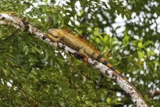 Green iguana (Ctenosaura similis), iguanas (Iguana iguana), Rio San Carlos, Alajuela, Costa Rica,