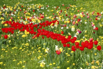 Gönningen tulip blossom, historical cemetery Gönningen, tulips (Tulipa), flowers, cross of red