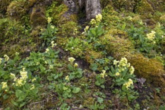 Spring cowslip (Primula veris), Großer Ahornboden, Karwendelgebirge, Tyrol, Austria, Europe