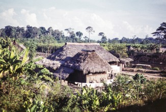 Thatched farmhouse, river delta of the Rio Magdalena, Colombia, South America 1961, South America