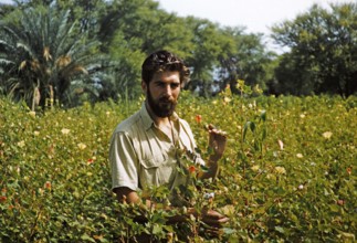 A Western European farmer inspects the cotton harvest in a field, Pakistan 1962