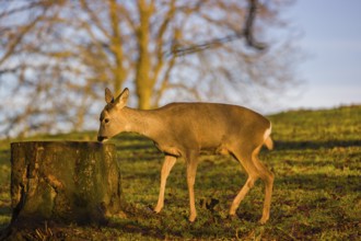 A female roe deer (Capreolus capreolus) nibbles moss from a tree stump at sunrise