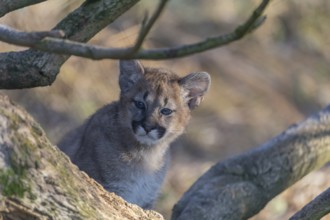 One cougar kitten, Puma concolor, hiding between branches of a bush