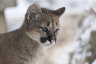 One Cougar kitten, Puma concolor, portrait with snowy white background