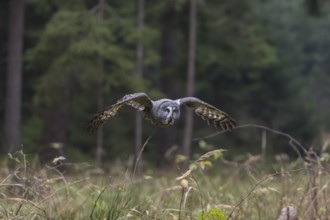 One great grey owl (Strix nebulosa) flying through a spruce forest