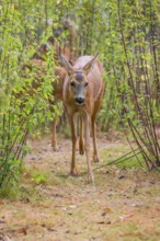 A female roe deer (Capreolus capreolus), runs through a nettle thicket