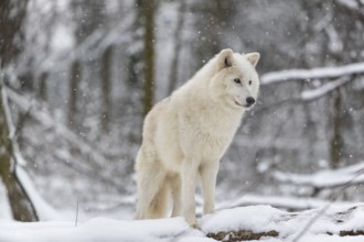 Melville Island wolf (Arctic wolf) standing in snow covered forest, snow falling