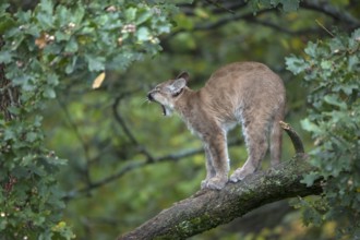 One young cougar, Puma concolor, standing on a big branch high up in an oak tree. Yawning