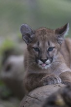 One cougar kitten, Puma concolor, resting on a log with some green vegetation in the background