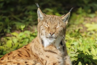 A Eurasian lynx (Lynx lynx) rests on a green meadow and enjoys the warmth of the early morning sun