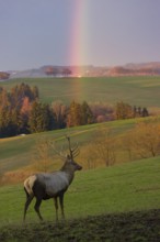 An Altai maral stag, Altai wapiti or Altai elk (Cervus canadensis sibiricus) stands in a meadow. A