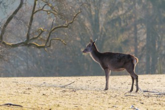 A female red deer (Cervus elaphus) stands in the first light of day on a meadow covered in hoar