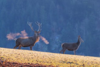 A red deer stag (Cervus elaphus) and a hind stand in the first light of day on a meadow covered in