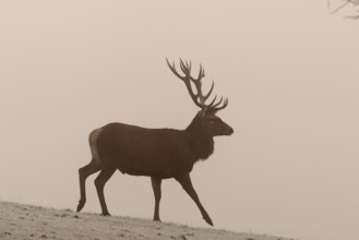 A red deer (Cervus elaphus) crosses a meadow covered with hoarfrost in dense fog