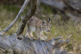 One young (10 weeks old) male Eurasian lynx, (Lynx lynx), walking over a rotten tree