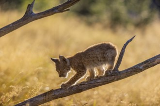 One young (10 weeks old) male Eurasian lynx, (Lynx lynx), walking over a rotten tree. Backlit