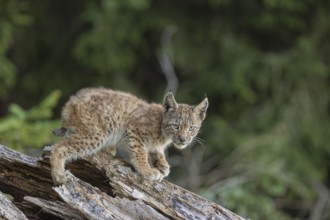 One young (10 weeks old) male Eurasian lynx, (Lynx lynx), walking over a rotten tree