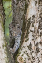 One young (10 weeks old) male Eurasian lynx, (Lynx lynx), climbing in a split tree