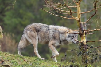 A male eurasian grey wolf (Canis lupus lupus) runs across a meadow down a hill