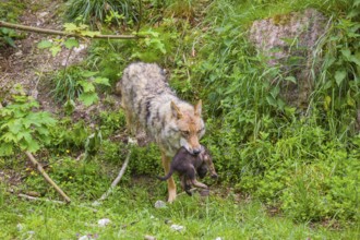 A female eurasian gray wolf (Canis lupus lupus) carries a pup to another, safer, den