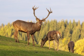 A red deer stag (Cervus elaphus) runs across a meadow in the beautiful morning light, down a hill