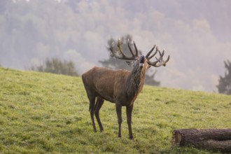 Rutting season. A red deer (Cervus elaphus) stands calling in a green meadow