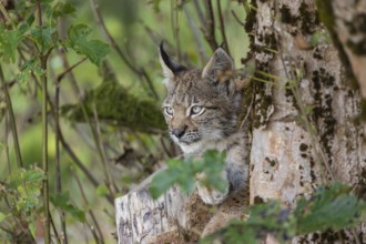 One young (10 weeks old) male Eurasian lynx, (Lynx lynx), resting in a tree with cut branches