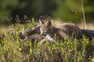 One young (10 weeks old) male Eurasian lynx, (Lynx lynx), hiding between a rotten tree and dense