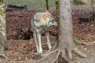 An adult male grey wolf (Canis lupus lupus) stands in the forest on a cloudy day and sniffs a tree