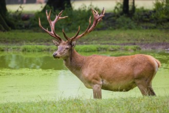 A red deer stag (Cervus elaphus) stands in a pond covered with duckweed