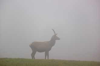 A young red deer stag (Cervus elaphus) stands at dawn in dense fog on a meadow