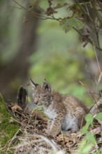 One young (10 weeks old) male Eurasian lynx, (Lynx lynx), sitting on the forest floor next to a