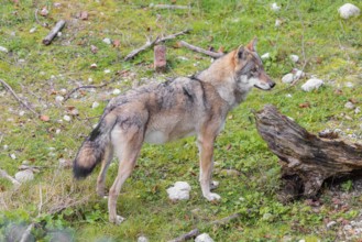 A young grey wolf (Canis lupus lupus) stands on a green meadow and sniffs on a root of a dead tree