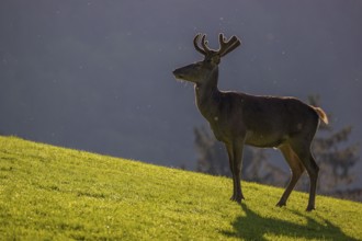 One Red Deer stag (Cervus elaphus) stands on a meadow in backlit condition. A forest in the distant