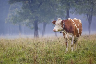 A Holstein Friesian cow stands grazing on a meadow with trees on a foggy day. Eng Valley, Austria,