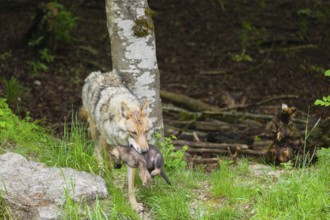 A female eurasian gray wolf (Canis lupus lupus) carries a pup to another, safer, den