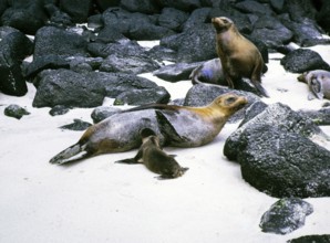 Sea lions, Zalophus wollebaeki, Espanola or Hood Island, Galapagos Islands, Ecuador, South America