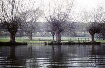 Fallen willow trees on the banks of the Thames, Pangourne, Berkshire, England, UK September 1959