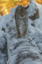 One young male Eurasian lynx, (Lynx lynx), balancing over a snow covered fallen tree in a forest in