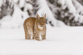 One young male Eurasian lynx, (Lynx lynx), walking over a deep snow covered meadow with a forest in