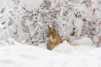 One young male Eurasian lynx, (Lynx lynx), walking through deep snow covered undergrowth in a