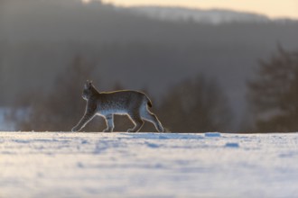 One young male Eurasian lynx, (Lynx lynx), walking over a snow covered meadow with a forest in the