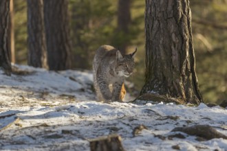 One young male Eurasian lynx, (Lynx lynx), walking over a snow covered forest ground in early